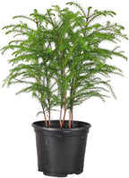 Thorsen's Greenhouse Live Norfolk Island Pine Plant, Christmas Greenery Gift or Decor, Air Purifying Premium Indoor Houseplant, Mature 4" Diameter Pot (Nursery Pot, 6-inch Pot)