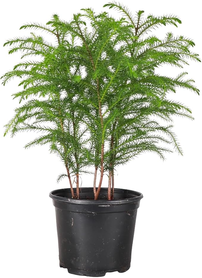 Thorsen's Greenhouse Live Norfolk Island Pine Plant, Christmas Greenery Gift or Decor, Air Purifying Premium Indoor Houseplant, Mature 4" Diameter Pot (Nursery Pot, 6-inch Pot)