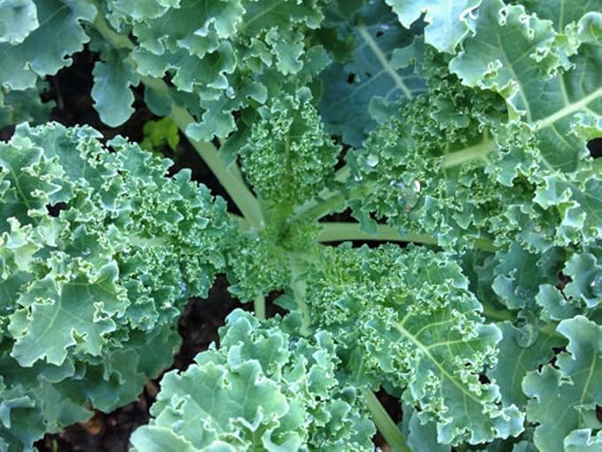 Kale, VATES Blue Curled Scotch Kale Seeds, 100 Seeds PER Package, Non GMO, Delicious in Salads