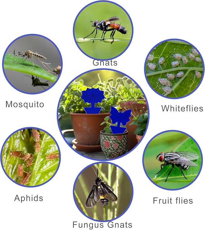 Fruit Fly Traps, 100 Pack Blue Sticky Traps, Fungus Gnat Traps, Plant Fly Stickers for Indoor and Outdoor Use Protect The Plant