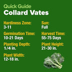 HOME GROWN Vates Collard Green Seeds Bulk Mix | 300+ Heirloom Non-GMO Seed for Fall & Winter Garden Planting | High Germination Frost Tolerant & Slow to Bolt | Nutritious Leafy Greens
