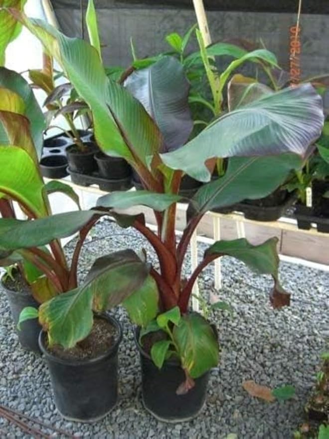Ensete Maurelii - Red Abyssinian Banana Plant - Red Banana Tree - Potted Tropical Plants - Banana Tree Fruit Plants Live for Planting