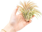 Air Plant Shop 10 Pack XL Tillandsia Ionantha Rubra- Wholesale and Bulk - Succulents - Live Tillandsia - Easy Care Indoor and Outdoor House Plants