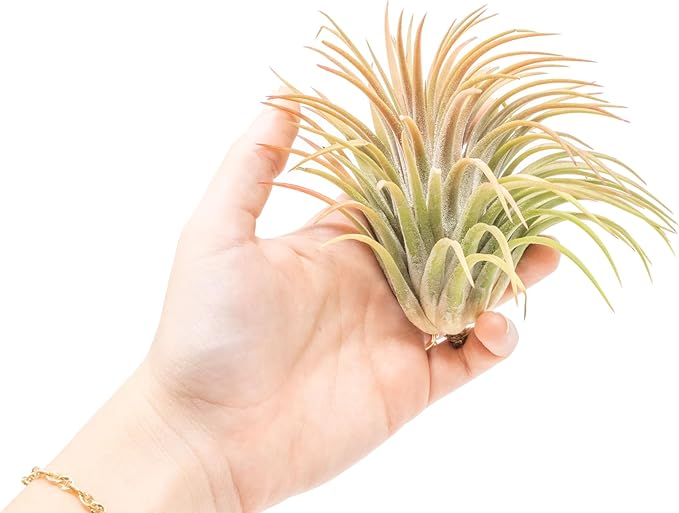Air Plant Shop 5 Pack XL Tillandsia Ionantha Rubra- Wholesale and Bulk - Succulents - Live Tillandsia - Easy Care Indoor and Outdoor House Plants