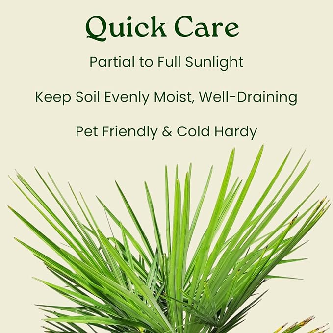 Windmill Palm Tree - Live Plant - Overall Height 26" to 32"' - Tropical Plants of Florida (Plant Only)