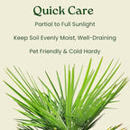 Windmill Palm Tree - Live Plant - Overall Height 26" to 32"' - Tropical Plants of Florida (Plant Only)