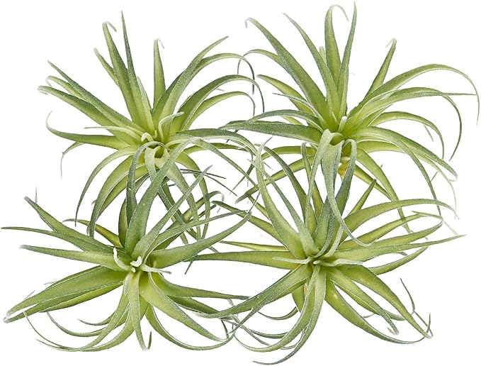 Fake Artificial Tillandsia Air Plants, 4pcs Flocked Green Faux Bromeliads for Home Decor Realistic Stems (Medium)