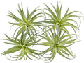Fake Artificial Tillandsia Air Plants, 4pcs Flocked Green Faux Bromeliads for Home Decor Realistic Stems (Medium)