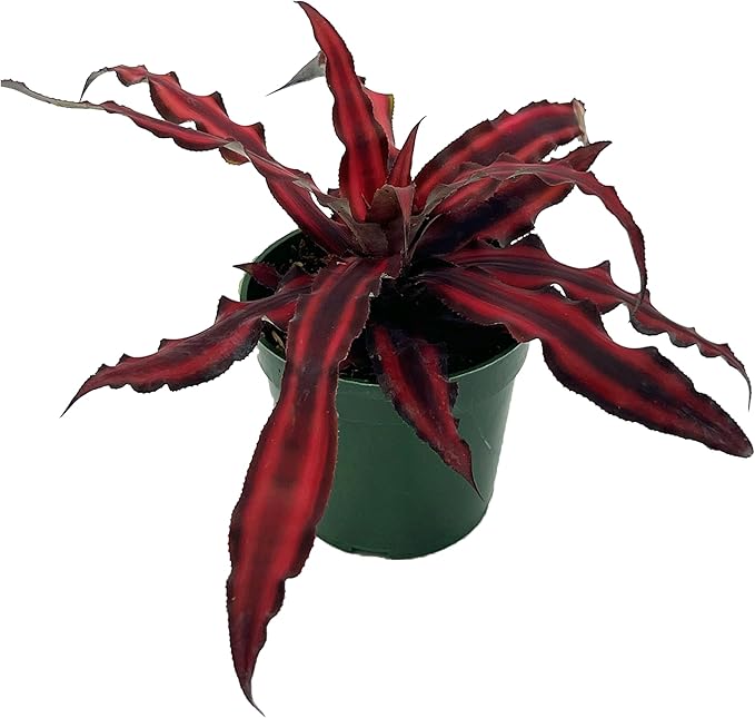 ragnaroc Live Plants – Cryptanthus ‘Red Star‘, 4-8" in 4" Pot - 1ct - Live Arrival Guaranteed - Succulents and House Plants for Home Decor & Gift
