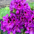 Purple Azalea Plant Live, 10 Inches Tall, Hardy Flowering Shrub for Outdoor Planting and Landscaping