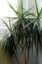 RedCrocus Dracaena 'Spikes' - Evergreen Indoor & Outdoor Plant, Pet Safe, Easy Care, Modern Foliage, Decorative for Borders & Containers 1 Quart (Pack of 12)