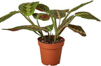 Maranta 'Red Prayer' Live Plant for Indoor | Different Houseplants in 4'' & 6'' Pot | Real House Plant for Living Room, Office, Desk & Bathroom | Prayer Plant