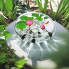 15pcs Bowl Lotus Seeds for Planting - Bonsai Lotus Seeds, Water Lily Flower, Aquatic Plants, Ideal for Ponds, Non-GMO Home Garden Plant Seeds, Flowering Aquatic Bonsai