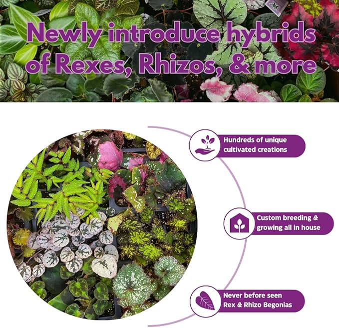 BubbleBlooms Red Peperomia caperata, Red Emerald Ripple, Frost, Platinum, in a 2 inch Pot Tiny Mini Pixie Plant