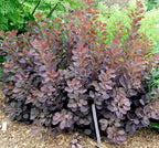 Velveteeny™ Dwarf Purple Smokebush (cotinus) - Live Plant - (1 QT)