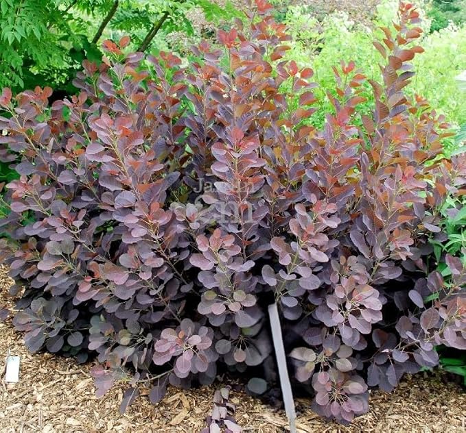 Velveteeny™ Dwarf Purple Smokebush (cotinus) - Live Plant - (1 QT)