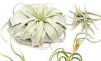 10 Pack of Large Tillandsia Air Plants - Xerographica, Juncea, Bulbosa, Caput Medusae & Harrisii- Live Succulent House Plants Availabe in Wholesale and Bulk - Easy Care Indoor and Outdoor Plant