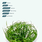 SubstrateSource Live Plant - Juncus Repens Tissue Culture Aquatic Live Aquarium Plant - 100% Snail Free in Vitro Cup (Juncus Repens)