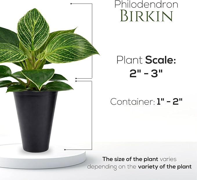 Philodendron Birkin Plant (4 Pack) Live Starter Plug Plants, Variegated Indoor Houseplants, Tropical Philodendron Plants Live, Easy Care Houseplants, White Striped Foliage Plants for Indoor Growing