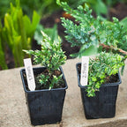 Foraineam 1000 Pcs 4 Inches Plant Labels Plastic Plant Tags Nursery Garden Labels Pot Marker Garden Stake Tags