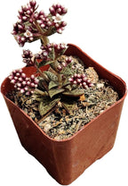 Live Succulent Cactus Plants from USKC (2" Pot) (Crassula Tiger Jade)