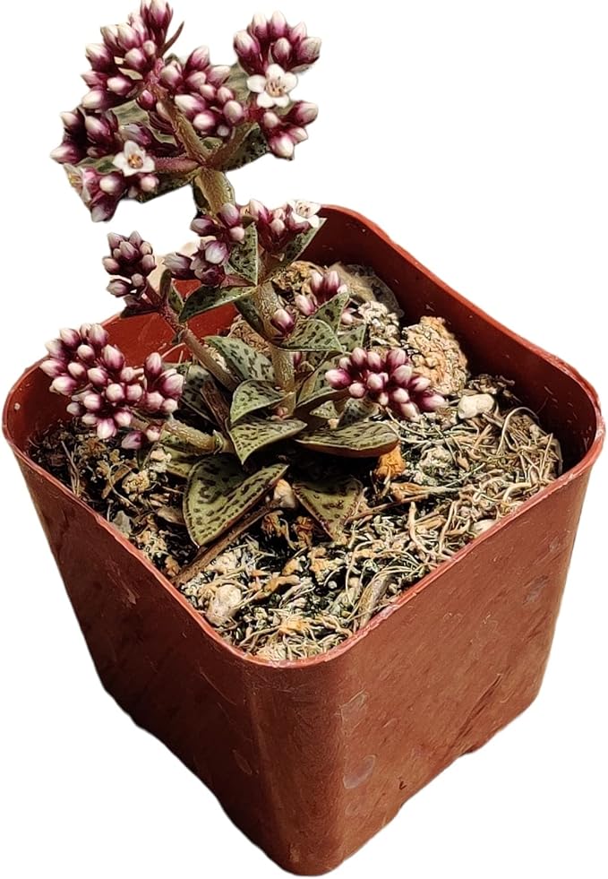 Live Succulent Cactus Plants from USKC (2" Pot) (Crassula Tiger Jade)