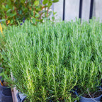 Rosemary Plants Live, Herb Plant, 4 Inc to 7 Inc Tall, Set 3 Plants