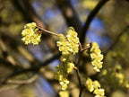 Greenwood Nursery: Live Shrub Plants - Spicebush + Lindera Benzoin - [Qty: 5X Quart Pots] - (Click for Other Available Plants/Quantities)