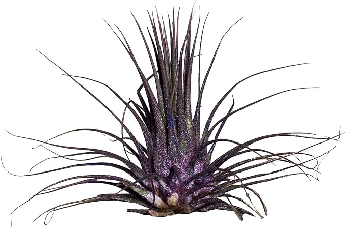 Air Plants - Tillandsia Ionantha - Organically Enhanced Color - Live Arrival Guaranteed - House Plants for Home Decor & Gift (9 pk Combo, 3pk Blue Bell + 6pk Mix)