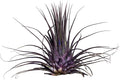 Air Plants - Tillandsia Ionantha - Organically Enhanced Color - Live Arrival Guaranteed - House Plants for Home Decor & Gift (Purple Pansy 1pk)