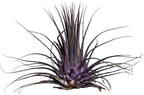Air Plants - Tillandsia Ionantha - Organically Enhanced Color - Live Arrival Guaranteed - House Plants for Home Decor & Gift (Purple Pansy 5pk)