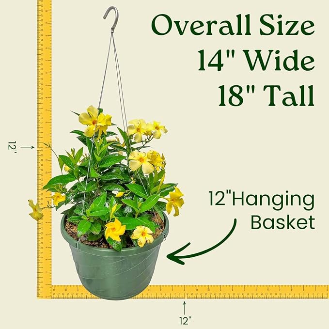 Tropical Plants of Florida Yellow Dipladenia Hanging Basket 12 Inch Live Flowering Plant, 14 Inch Wide by 18 Inch Tall, Bright Yellow Patio Porch Balcony Blooms