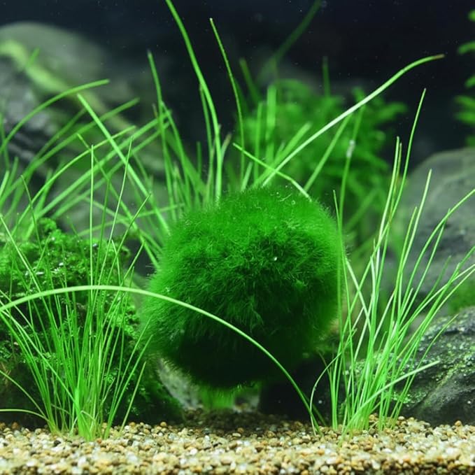 Plantas Naturales, 4-Pack Live Marimo Moss Balls, 2.7-2.9cm After Soaking - Natural Aquarium Plants for Fish Tank Decor & Ecological Bottles, Marimo Planta Viva