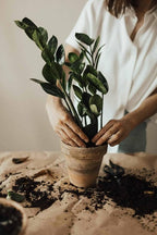 Gardenera Premium ZZ Plant Expert-Grade Soil - Fast-Draining Formula Ensuring Long-Lasting Plant Vitality - 10 QUARTS