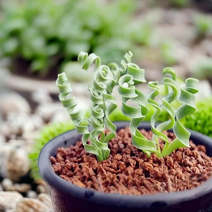 200PCS/BAG Green Succulents for DIY Bonsai and Potted Flowers - Vibrant Garden Delight