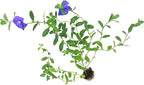 ragnaroc Blue Daze +10" (Evolvulus glomeratus) 2ct - Live Plant for Indoor Outdoor Use, Garden & Landscaping - Live Arrival Guaranteed