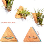 MITIME Air Plants Holders-Real Wood Live Air Plant Holders.Rustic Air Plant Stand,Wall-mounted to save space.(Plants not included)( Triangle Set of 6