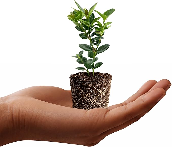 Natal Plum | 3 Live Plants | Carissa Macrocarpa | Fast Growing Shrub, Evergreen Foliage, Fragrant White Flowers, Drought Tolerant, Low Maintenance, Coastal Gardens, Indoor Bonsai