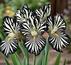 Iris Seed Mix 20 Seeds Striped Iris Seeds, Rare Bearded Iris Flower s, Black and White Zebra Pattern, Perennial Garden Plant for Home or Garden Limited Supply Order Now!