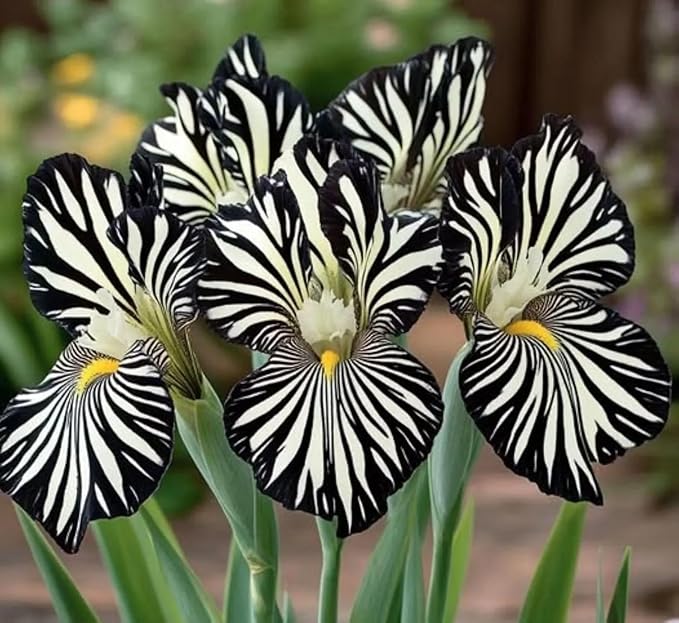 Iris Seed Mix 20 Seeds Striped Iris Seeds, Rare Bearded Iris Flower s, Black and White Zebra Pattern, Perennial Garden Plant for Home or Garden Limited Supply Order Now!