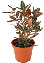Live Plant Peperomia Metallica 4" - Easy to Care and Grow Air Purifying Indoor House Plants - Repii Tiny Mini Pixie Plants - Flowers for Home Office Room Decor & Gift (Heat Pack Included)