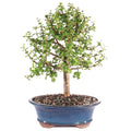 Brussel's Bonsai - Live Dwarf Jade Bonsai Tree in a Ceramic Bonsai Pot, Indoor Succulent Houseplant, 6 Years Old, 10-14 Inches Tall, Easy Care Plant for Home or Office (Large, Green)