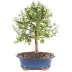 Brussel's Bonsai - Live Dwarf Jade Bonsai Tree in a Ceramic Bonsai Pot, Indoor Succulent Houseplant, 6 Years Old, 10-14 Inches Tall, Easy Care Plant for Home or Office (Large, Green)