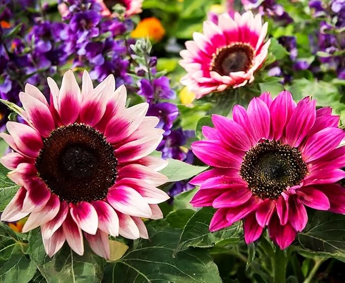 100 Seeds for a Unique Garden - Rare Strawberry Pink Sunflowers (Heirloom Hybrid, Non-GMO) for Butterfly Attraction