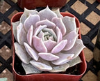 Sprout N Green Echeveria Lola, Live Succulent Fully Rooted in 2" Pot with Soil, House Plant for Indoor Outdoor Home Office Wedding Decoration DIY Projects Party Favor, Easy to Care, Pet-Friendly