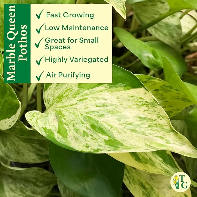 Thorsen's Greenhouse Marble Queen Pothos, Live Indoor Plant, Easy to Grow, Rare Variegated Houseplant, Natural Air Purifier, 4-inch Diameter Pot (Nursery Pot)
