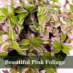 Live Succulents 3.5 Inch Pink Lady Callisia Repens with Hanging Basket - Turtle Vine Succulents Live - Fully Rooted Easy to Grow Houseplants for Home Office Wedding Decor & Gift (Heat Pack Included)