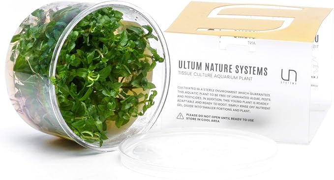 Ultum Nature Systems Staurogyne Repens Tissue Culture Live Plant for Aquarium, Aquascape, Freshwater Fish Tanks - 100% Snail Free in Vitro