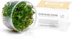Ultum Nature Systems Staurogyne Repens Tissue Culture Live Plant for Aquarium, Aquascape, Freshwater Fish Tanks - 100% Snail Free in Vitro