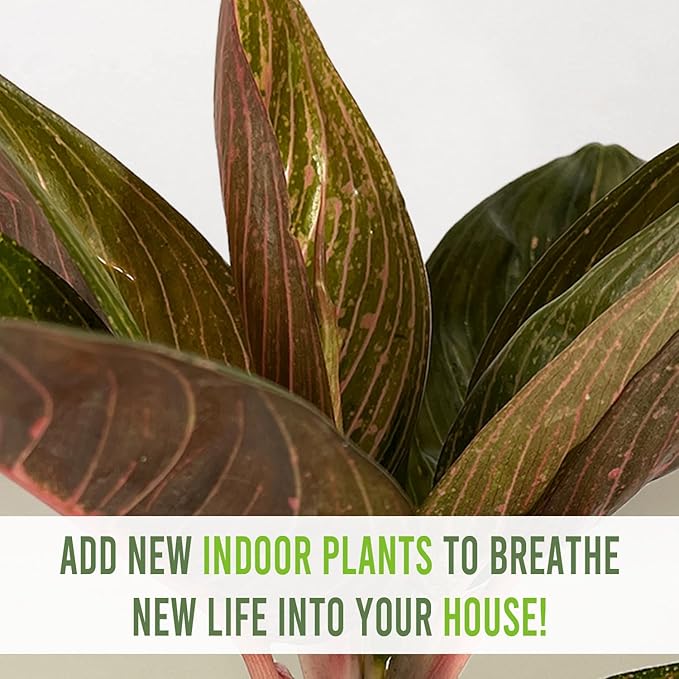 LEAL PLANTS ECUADOR Aglaonema Siam| Live Chinese Evergreen Indoor Plant | Natural Décor & Air-Purifying Evergreen | Elegant Low-Maintenance Houseplants for Home or Office | Colorful Plant